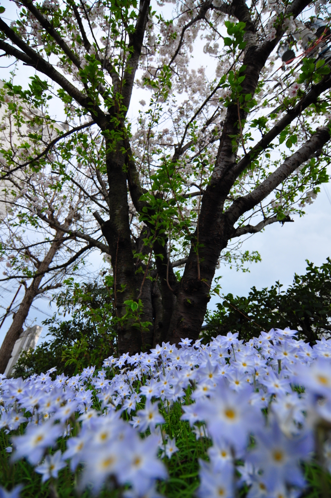 葉桜になっても
