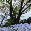 葉桜になっても