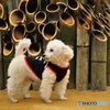 会場見守り犬