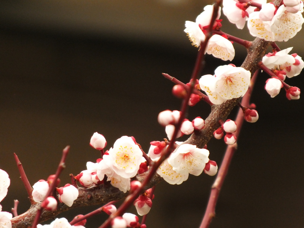 梅の花びら