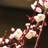 梅の花びら