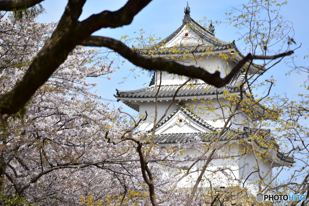 明石城の桜たち