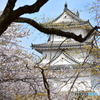 明石城の桜たち