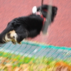 飛ぶ