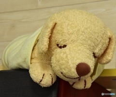 眠るクーちゃん