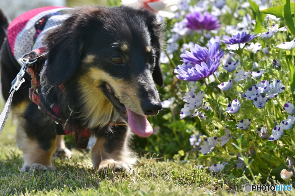 短足犬の目線