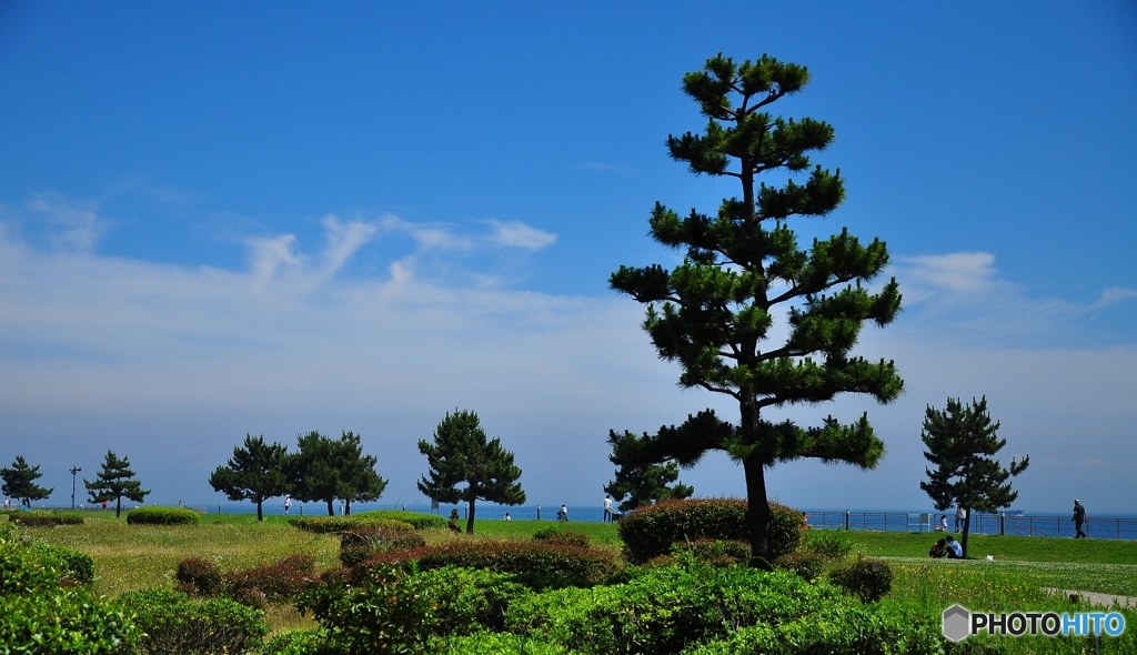 空と緑