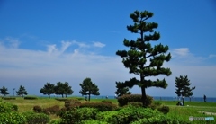 空と緑