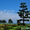 空と緑