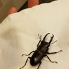 何クワガタ？？