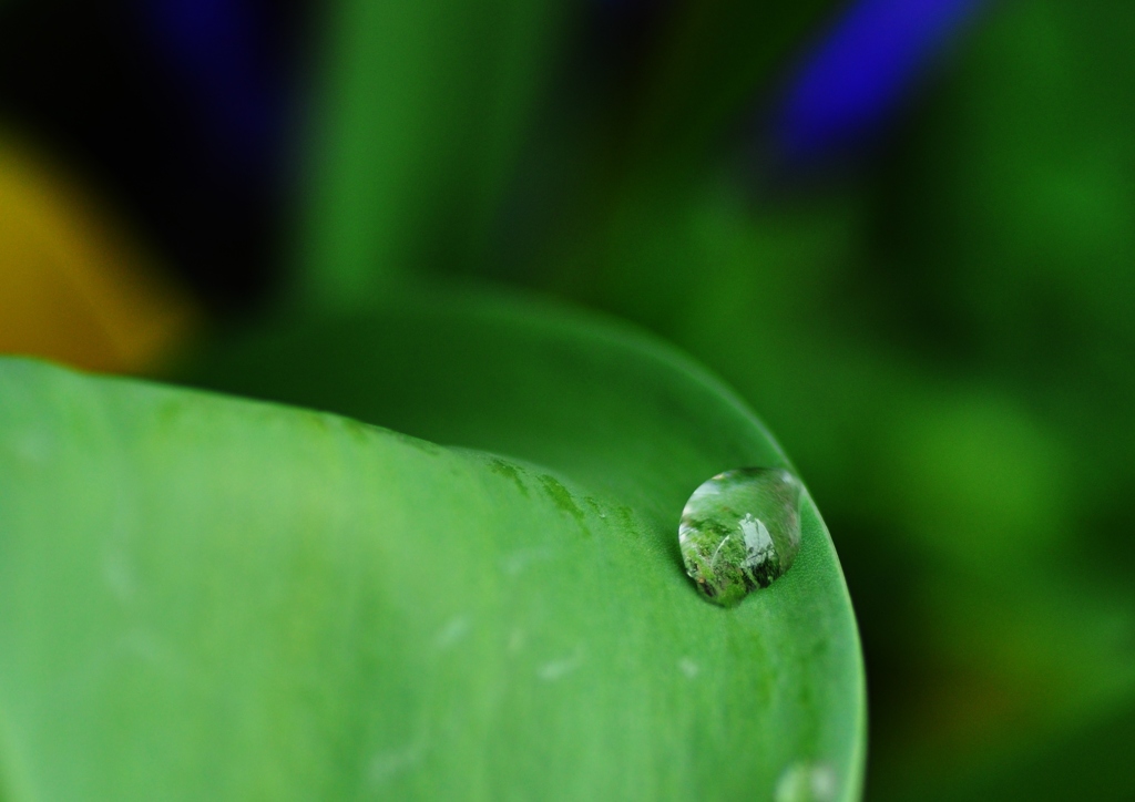 雨上がりの朝に