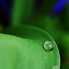 雨上がりの朝に