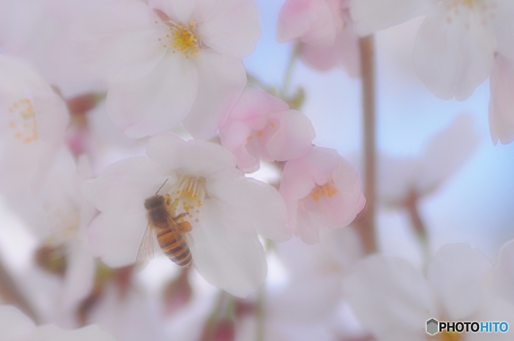 桜にも蜜があるのかなあ