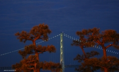 松と橋のライトアップ