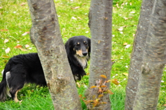 内気な犬