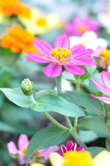 ジニア（夏の花）成長期に入ったよ！