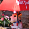 レースクイーン風犬