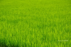 稲穂の霞みゆくトンボ