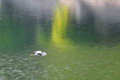 水平飛行