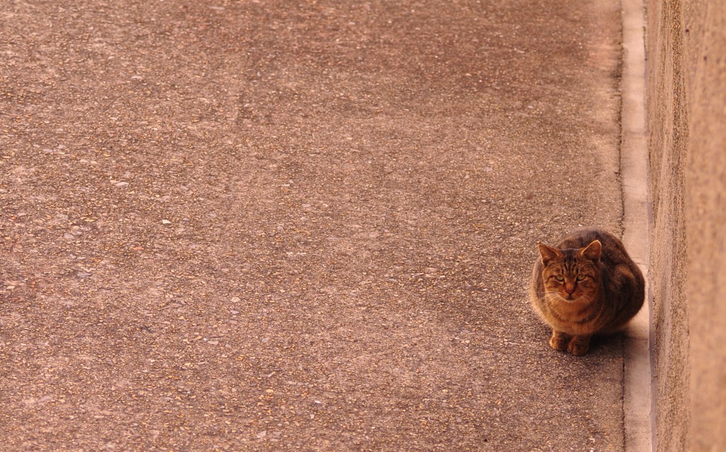 見つめ合う猫と俺