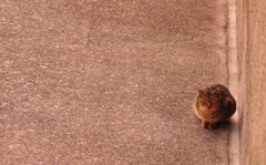 見つめ合う猫と俺