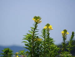 砂浜に咲く花