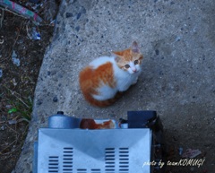 にゃんこ