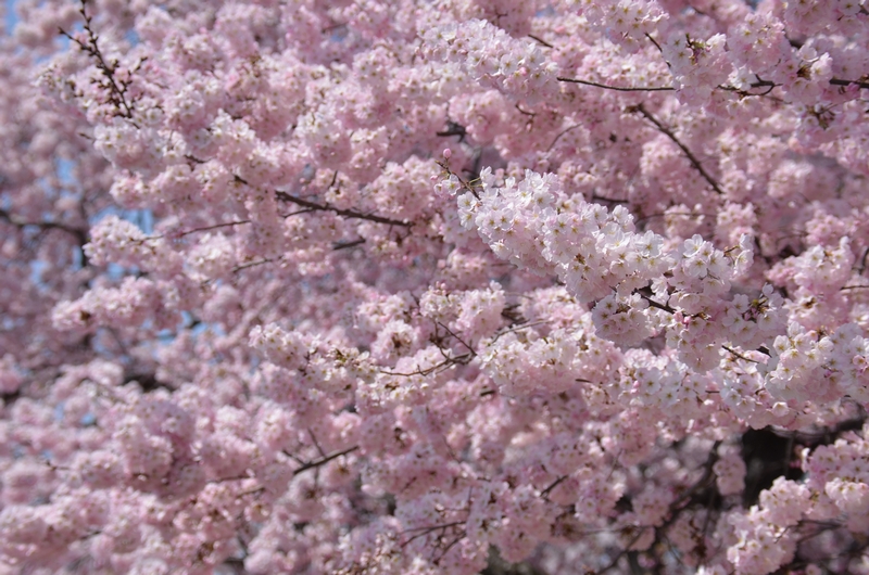 tn_DSC_7486