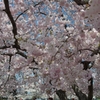 tn_DSC_7349