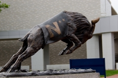 Navy's Goat
