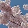 tn_DSC_7397