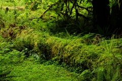 plant on a tree