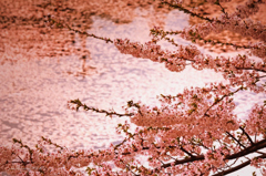 桜色
