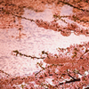 桜色
