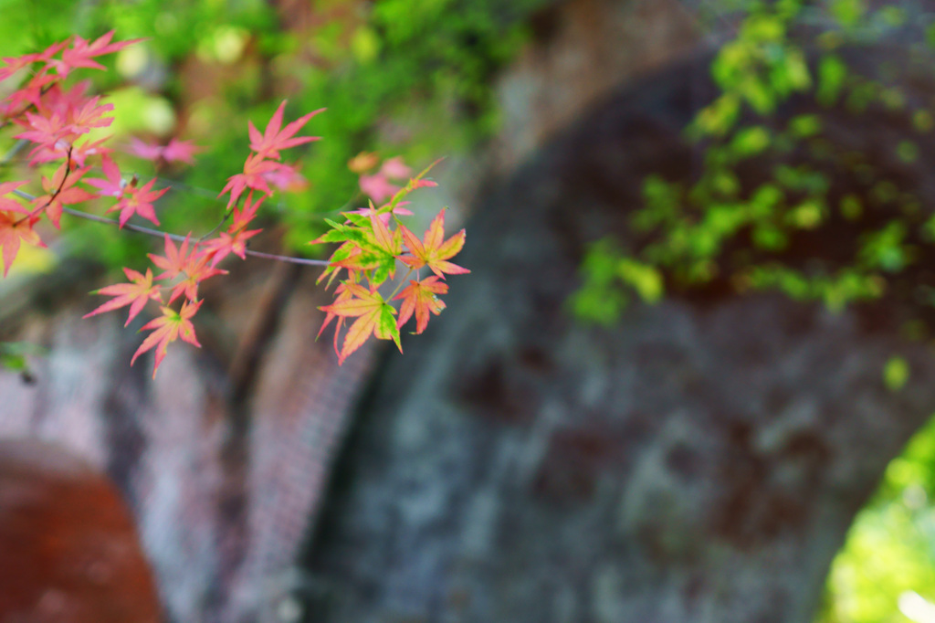 紅葉の予感