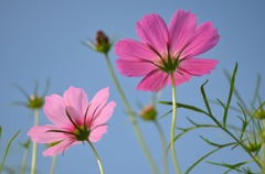 秋桜空　