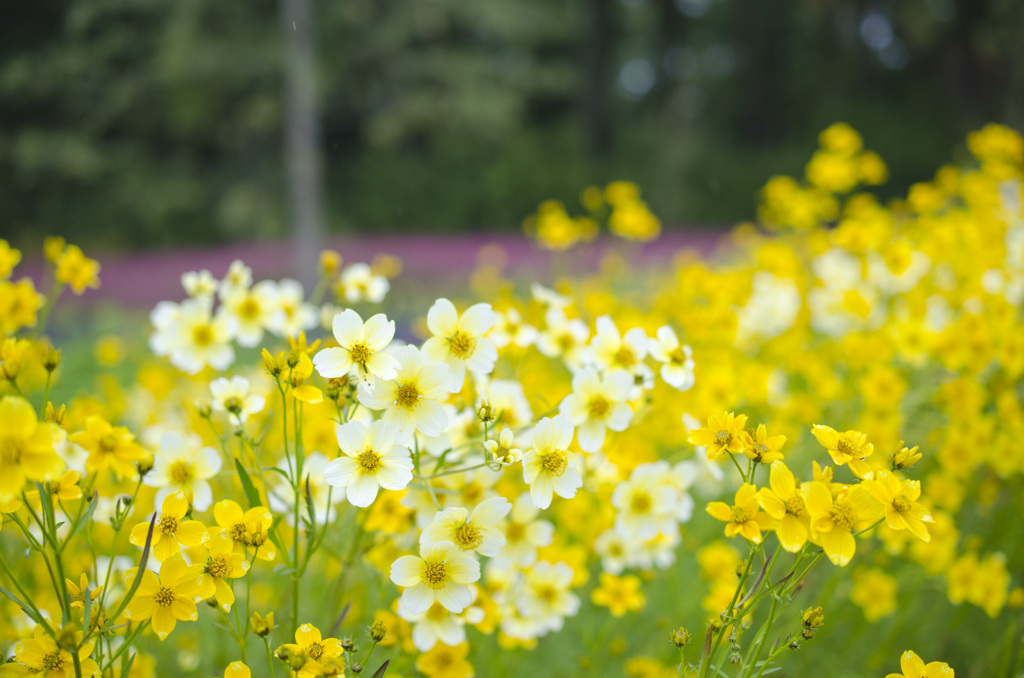 爽やかなお花畑