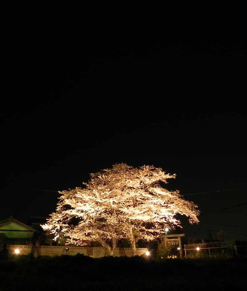 夜の帳　～桜～