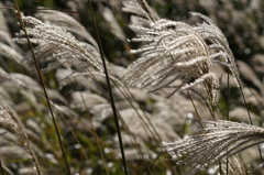 ススキ＠仙石原