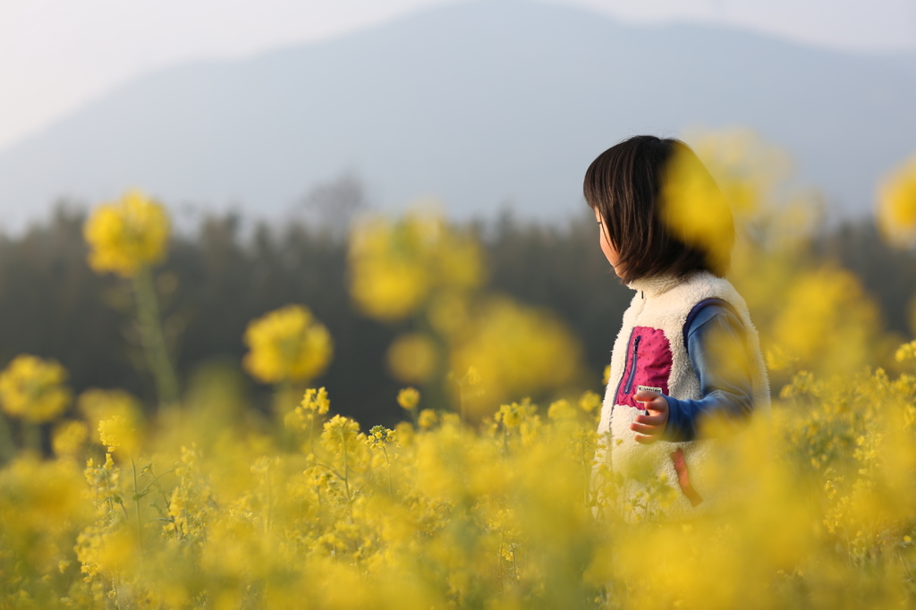 菜の花畑にて