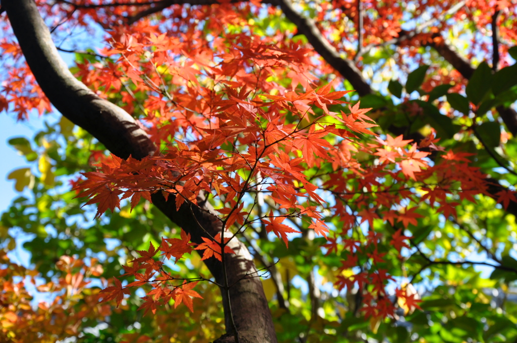 友泉亭の秋その１