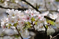 春ですね－１