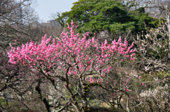 桜には負けない
