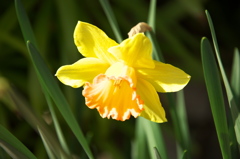 まだ咲いていたい