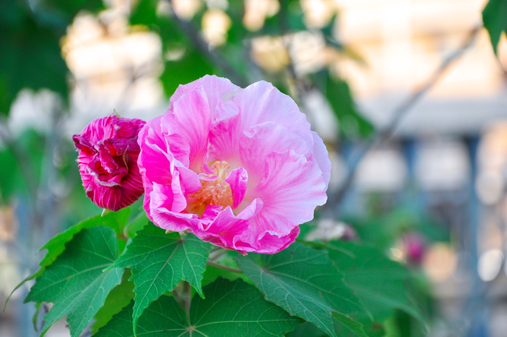 酔芙蓉