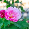 酔芙蓉