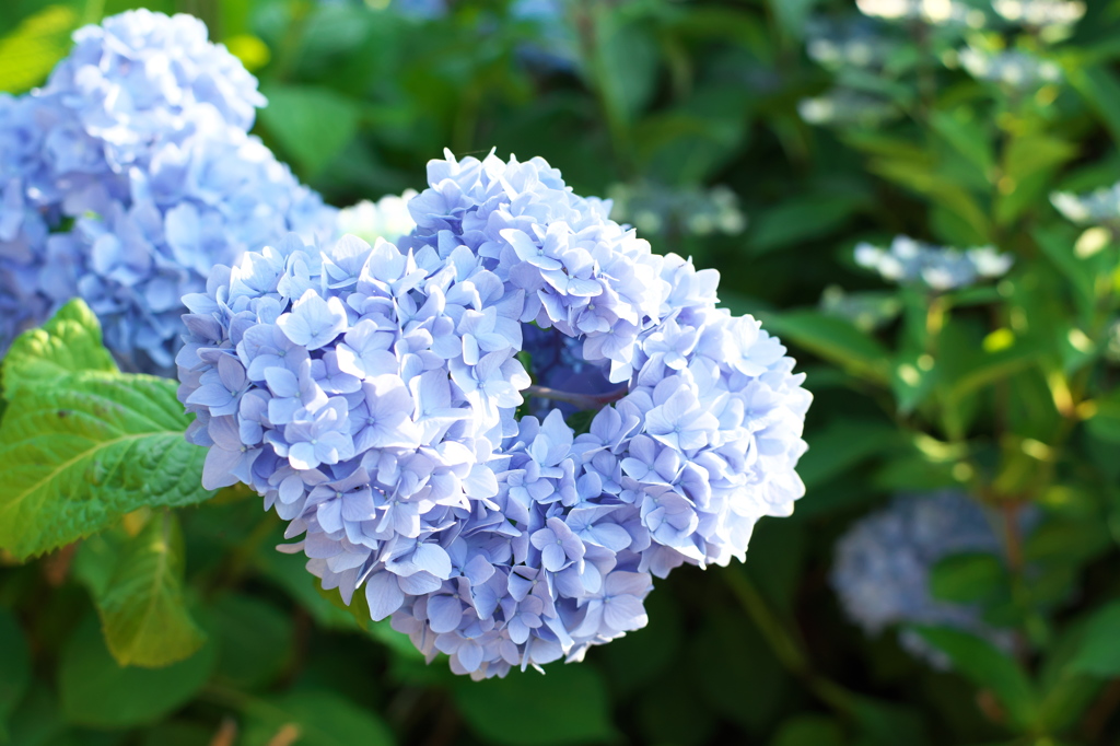 朝撮り紫陽花（１）