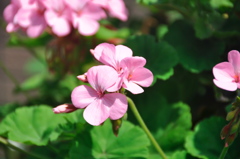 道沿いの花に元気をもらう