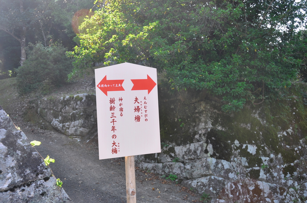 ここで大楠に左折