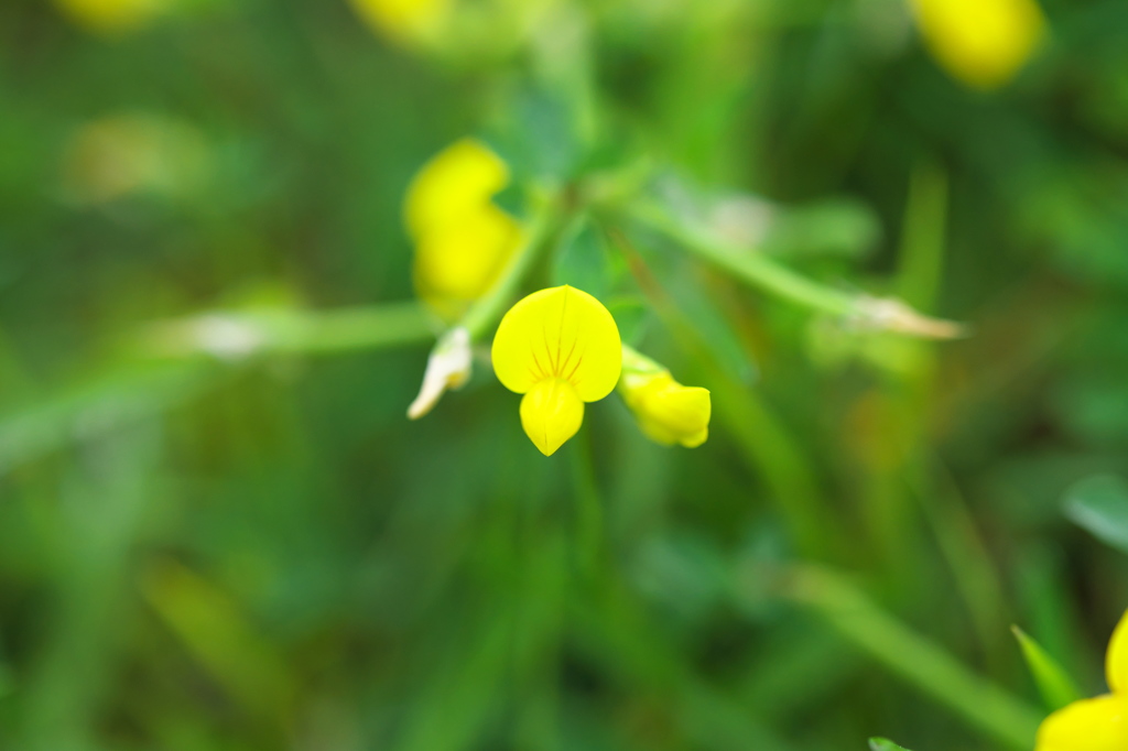 小さくても花は花